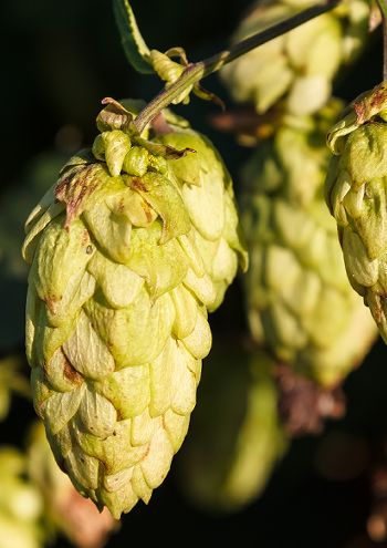 Home Beer Brewing Oak Beach Queensland Beer Basics